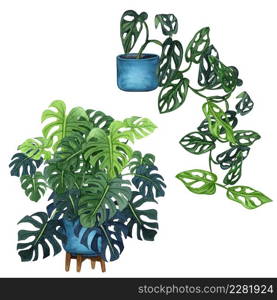 Indoor plants in a pot set . Watercolor plants set. Home plants potted. Hand drawn illustration. ZZ Plant (Zamioculcas), Snake Plant (Sansevieria), Chinese money plants or missionary plant.