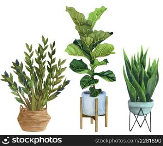 Indoor plants in a pot . watercolor set. Home plants potted. Hand drawn illustration. ZZ Plant (Zamioculcas), Snake Plant (Sansevieria), Fiddle Leaf Fig in a pot.