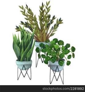 Indoor plants in a pot . watercolor set. Home plants potted. Hand drawn illustration. ZZ Plant (Zamioculcas), Snake Plant (Sansevieria), Chinese money plants or missionary plant.