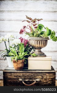 Indoor plants patio pots ideas on vintage suitcase at wooden background, front view