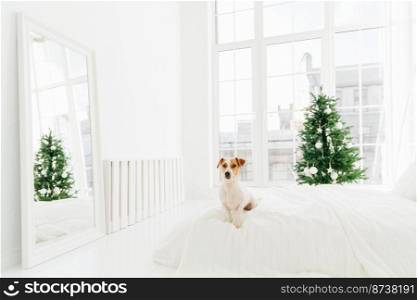 Indoor shot of cute white and brown puppy poses on bed in bedroom, enjoys cozy domestic atmosphere during winter time, decorated Christmas tree in background