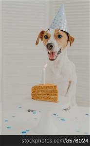 Indoor shot of jack russel terrier blows burning candle on birthday delicious cake, keeps paws on table, wears party hat, celebrates special occasion. Animals and celebration concept. Birthday dog