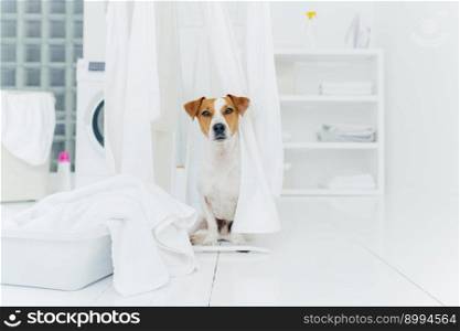 Indoor shot of jack russell terrier in laundry room, white fresh washed laundry on clothes dryers, basin with towels to wash, washing machine in background