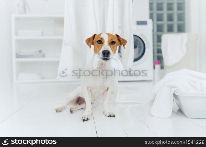Indoor shot of little pedigree dog bites hanged white linen, poses on floor in laundry room at home. Hygiene, cleanliness and household concept