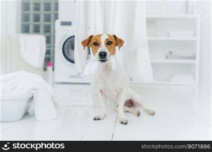 Indoor shot of little pedigree dog bites hanged white linen, poses on floor in laundry room at home. Hygiene, cleanliness and household concept