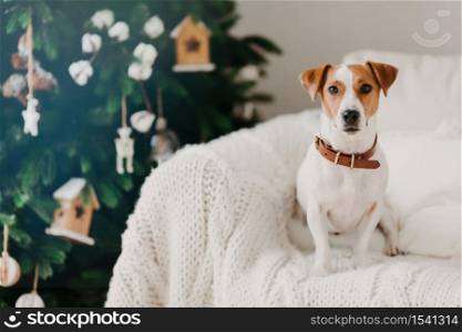 Indoor shot of lovely puppy wears collar around neck, poses on comfortable sofa with white plaid, being at home, enjoys festive atmosphere. Happy New Year concept