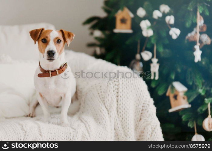 Indoor shot of lovely puppy wears collar around neck, poses on comfortable sofa with white plaid, being at home, enjoys festive atmosphere. Happy New Year concept