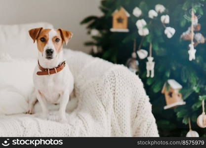 Indoor shot of lovely puppy wears collar around neck, poses on comfortable sofa with white plaid, being at home, enjoys festive atmosphere. Happy New Year concept