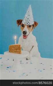 Indoor shot of pedigree dog celebrates first birthday, wears cone party hat, going to eat festive tasty cake, isolated on blue background. Domestic animals, pet, holiday and celebration concept