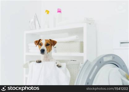 Indoor shot of pedigree dog in laundry basket, looks into distance, washing machine and console with detergents near. Animals, cleanliness and home concept