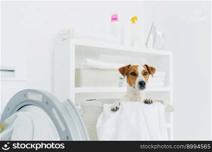 Indoor shot of pedigree dog in laundry basket, looks into distance, washing machine and console with detergents near. Animals, cleanliness and home concept