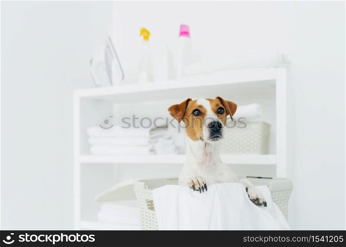 Indoor shot of pedigree dog in laundry basket with white linen in bathroom, console with folded towels, iron and detergents in background