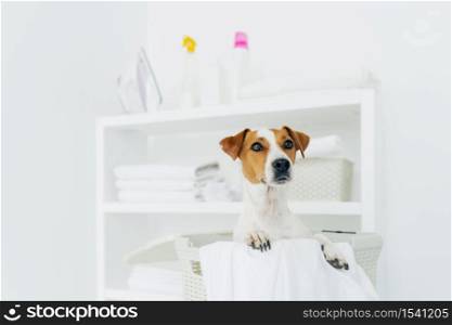 Indoor shot of pedigree dog in laundry basket with white linen in bathroom, console with folded towels, iron and detergents in background
