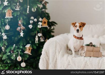 Indoor shot of pedigree dog with collar on neck, poses on comfortable sofa near wrapped holidays present boxes, green decorated New Year tree
