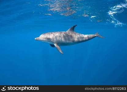 Indopacific bottlenosed dolphin (Tursiops aduncus) diving close to the surface in a blue background. Botlenose dolphin diving close to the surface