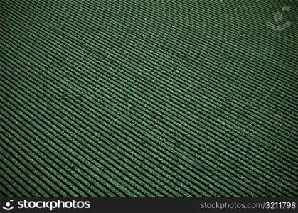 Industrial agriculture- large broccoli field, California
