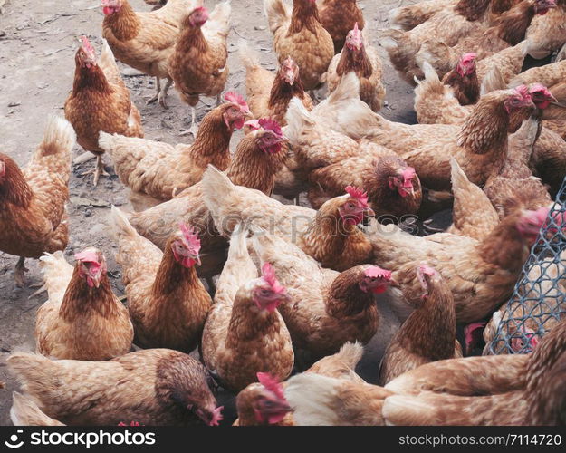 Industrial brown chicken hen farm for egg production