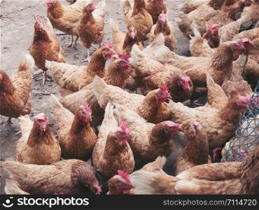 Industrial brown chicken hen farm for egg production