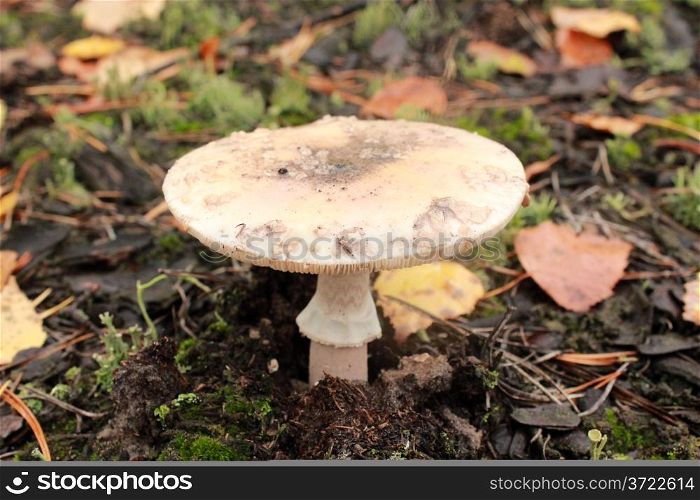 inedible mushroom of toadstool in the forest
