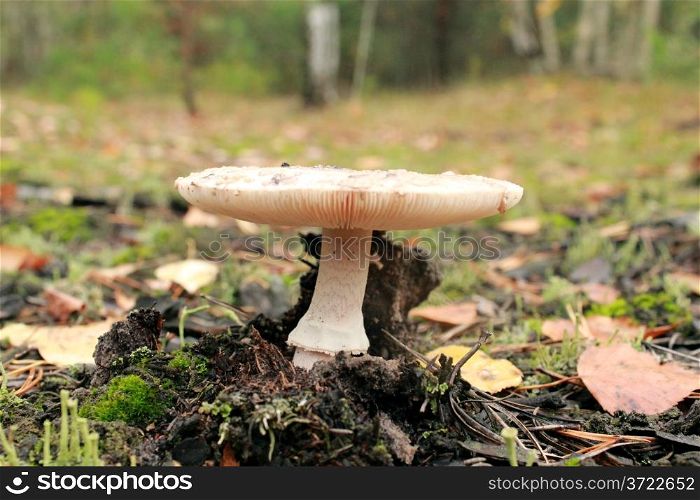 inedible mushroom of toadstool in the forest