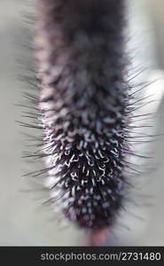 inflorescence bristle grass gray, close-up, macro