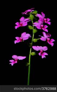 Inflorescence of colorful pink Calanthe, Calanthe rubens, terrestial orchid