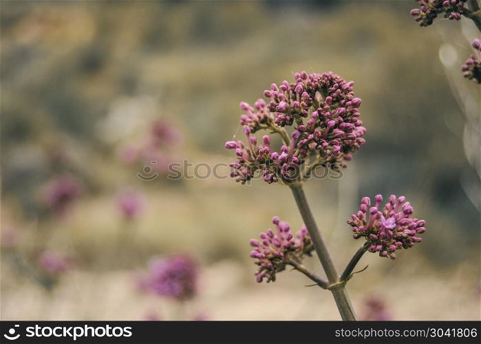 inflorescence of pink unopened flowers of valerian. inflorescence of pink unopened flowers of valerianinflorescence
