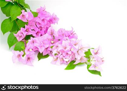 Inflorescence of purple bougainvillea flower, isolated on a white background