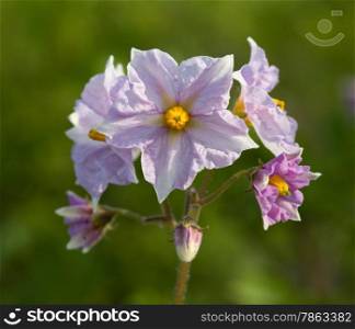 inflorescence potatoes under natural conditions in sunlight. (Solanum tuberosum)