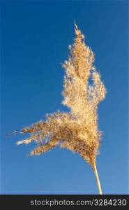 Inflorescence reed in autumn against blue sky