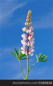 Inflorescences of lupine against the background of a blue sky