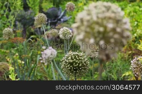 inflorescences of onions in garden, then focus afield on red cabbage (brassica oleracea capitata purpurea)