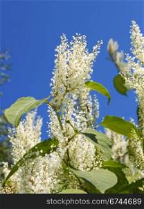 Inflorescences of plant with small white flowers in autumn