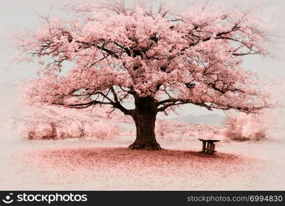 Infrared big tree. Composition of nature.