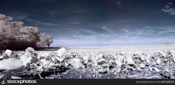 Infrared countryside landscape