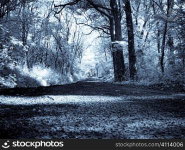 Infrared forest