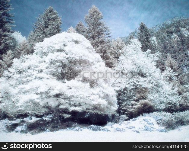 Infrared forest
