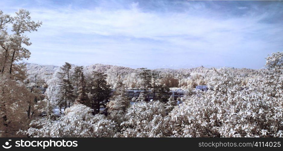 Infrared forest