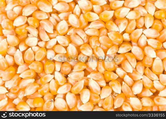 Ingredient of pop corn. Isolated sweet corn seed on white background.