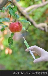 Injecting liquid to red apple using syringe in orchard