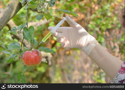 Injecting liquid to red apple using syringe in orchard