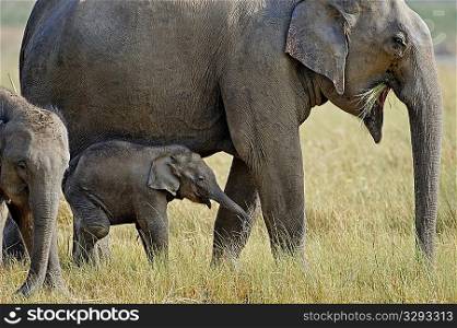 Injured asian elephant calf protesting to mother