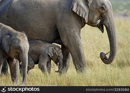 Injured asian elephant calf with mother and sister
