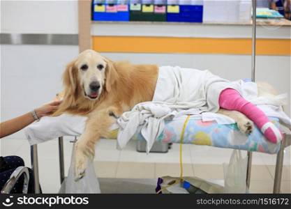 Injured Golden retriever with pink bandage on wheelchair with owner hand after Veterinary Surgery