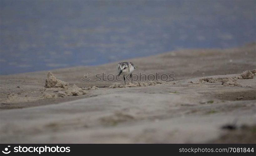 Injured sea bird hops along beach