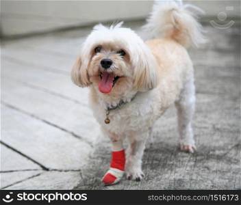 Injured Shih Tzu leg wrapped by red bandage standing