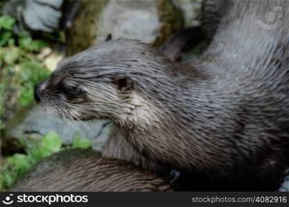 Inquisitive otter