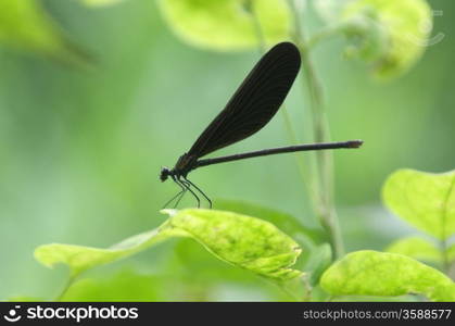 Insect