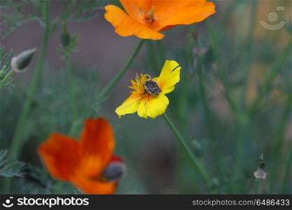 Insect attacks a flower of marigold in the village garden