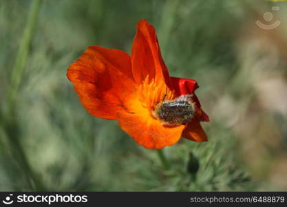 Insect attacks a flower of marigold in the village garden